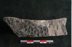 Foto (Detailansicht) von Lepidodendron obovatum Sternbg. (NHMW-GEO-2024-0188-11040)